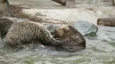 两个棕色的熊，在动物园玩